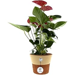 CERÁMICA RAMBLEÑA | Macetas de Barro Rojo | Macetas Decorativas | Macetas de cerámica | Macetas Exterior | Rústica-Rayada | Decoración 100% Hecho a Mano | 20x20x17 cm