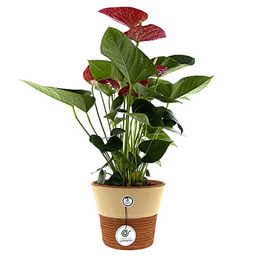 CERÁMICA RAMBLEÑA | Macetas de Barro Rojo | Macetas Decorativas | Macetas de cerámica | Macetas Exterior | Rústica-Rayada | Decoración 100% Hecho a Mano | 20x20x17 cm