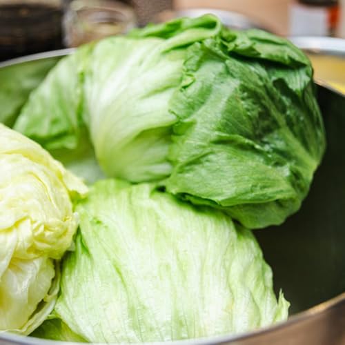 semi di lattuga iceberg invernali resistenti per il giardino lattuga iceberg fresca per il giardino resistenti 1000pcs