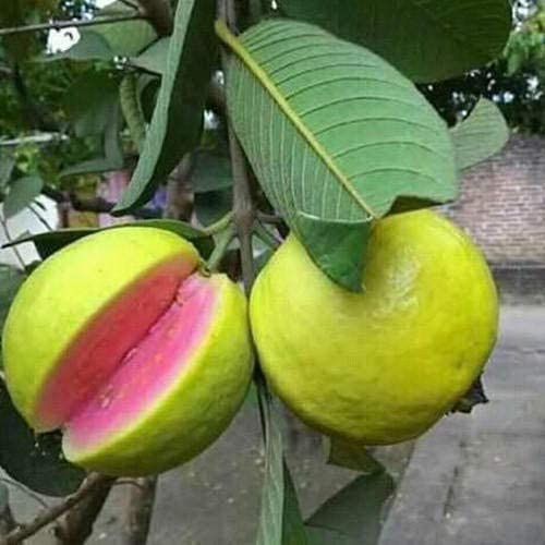 Bhajanlal Greenery Red Guava(Amrud) Live Plant Sweet Fruit Tree (B09MLSF4FK) Amazon Price History, Amazon Price Tracker