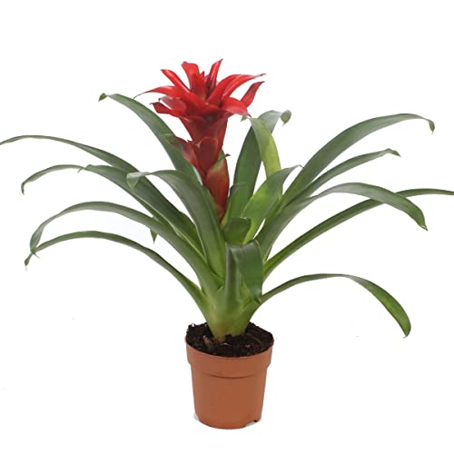 Planta con Flor Roja Natural Guzmania Bromelia Flores Rojas