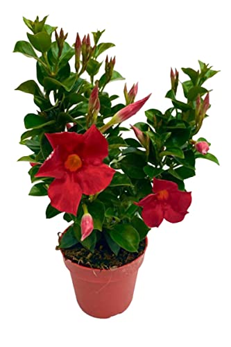 Dipladenia Sundaville, mediterrane Kletterpflanze, Rot im 13 cm Topf
