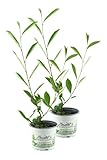 2er Set Aronia Vitaminbeere (Aronia arbutifolia)