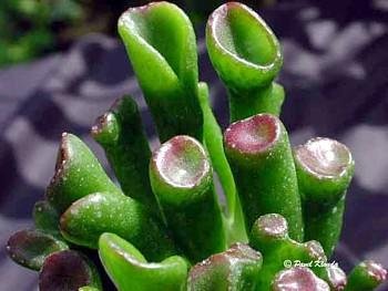 Amazon.com : ET Fingers Crassula - Rare - 2" Pot : Patio, Lawn & Garden