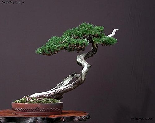 Japanese Black Pine - Bonsai Starter - Pinus Thunbergii - 3 - Year Tree #TOP5