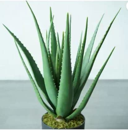 aloe vera anti falten Himalaya Anti-Falten-Creme