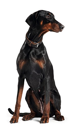 Hunter 43689 Halsband für Hunde Canadian Elk 40 nickel_Elchleder schwarz/Elchleder cognac, 29-35 cm