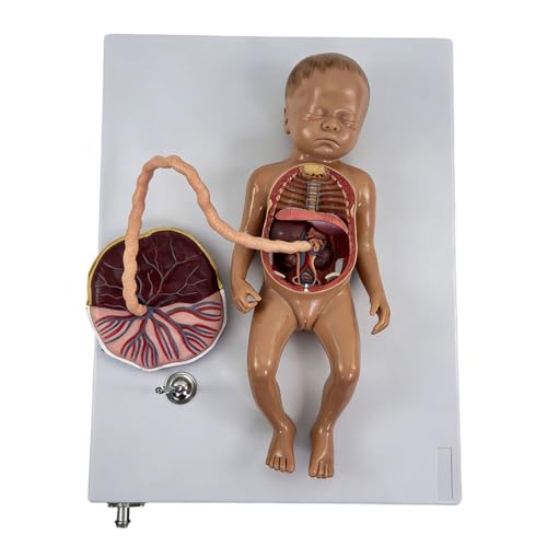 Modèle anatomique du fœtus pour dynamiser les cours de sciences en salle de classe - 3