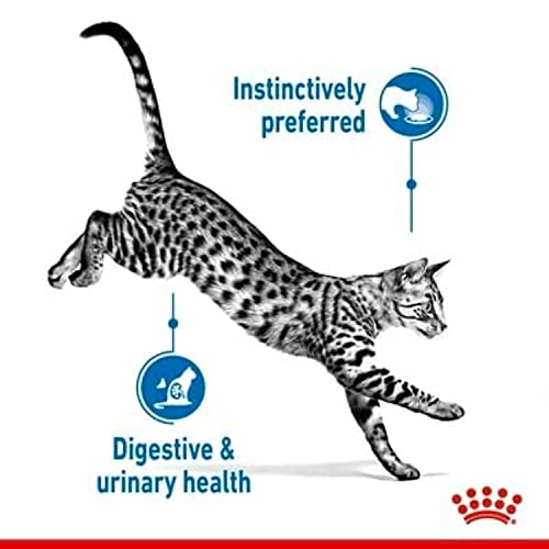 Royal Canin Indoor Sterilised in Gelee | Doppelpack | 2 x 12 x 85 g | Alleinfuttermittel für ausgewachsene Katzen die im Haus Leben | Für sterilisierte Katzen | Häppchen in Gelee