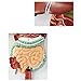 Imagen de Modelos del Aparato Digestivo Humano Tracto Digestivo Sección Gástrica Nasofaringe Intestino Grueso Anatomía Estómago Modelo Anorectología Aparato Digestivo Humano Enseñanza 3Partes