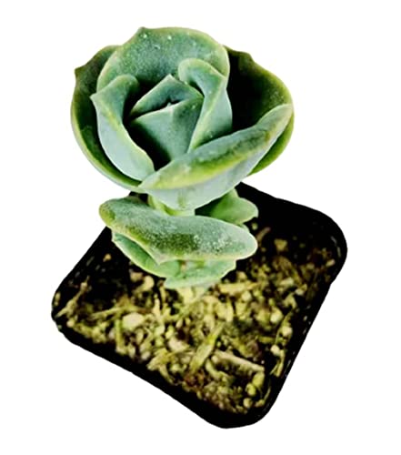Foliagems Live Succulent Plants From Uskc (2"Pot Echeveria Lovely Rose) #TOP12