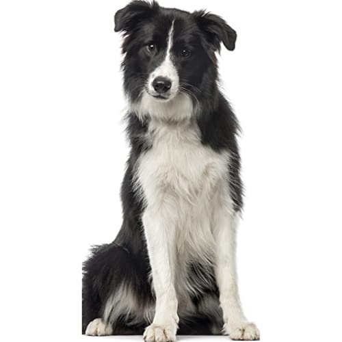 SP12548 Collie Dog Rough Collie Prop Cardboard Cutout Standee Standup