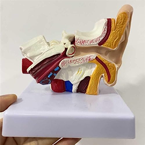 Modelo de oído interno 15x que facilita explicar la pérdida de equilibrio 3