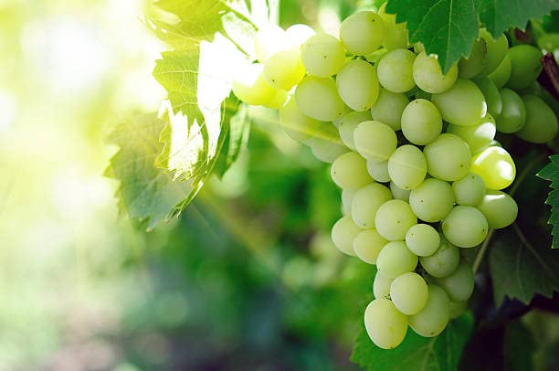 Rm plant Seedless Grape Fruit Long Green Angoor /Grapes Rare Grafted ...