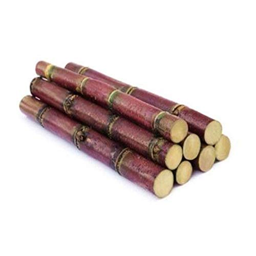 50 Pcs Giant Sugar Cane Seeds, Delicious Juicy Fruit Seeds