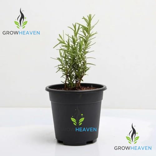 Image of live plants (ROSEMARY HERBS)
