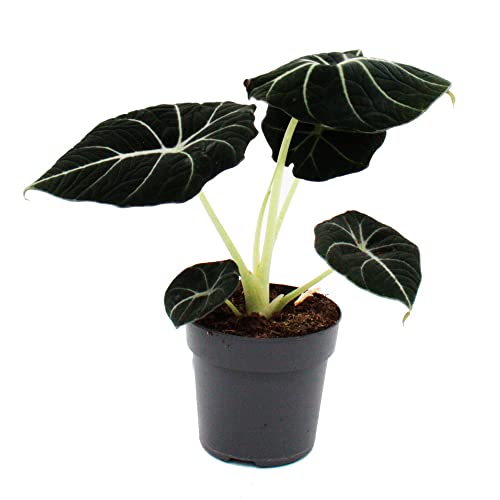 Exotenherz - Alocasia Reginula Black Velvet - Racine tropicale - Alocasie - Feuille de flèche - Pot de 11 cm