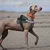 Bolux Dog Harness, No-Pull Reflective Dog Vest, Breathable Adjustable Pet Harness with Handle for Outdoor Walking - No More Pulling, Tugging or Choking (Dark Green, S)