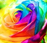comprar rosales de colores Cantidad del paquete del artÃ­culo: 1