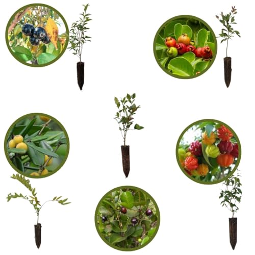 Ouro Verde, 10 MUDAS DE FRUTÍFERAS DA MATA ATLÂNTICA DE PEQUENO PORTE