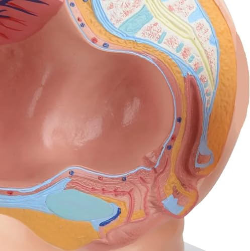 Modèle pelvis pregnancy avec fœtus de 9 mois et 27 organes amovibles AMITD