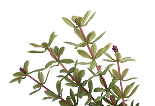 Cnz® 3 Pcs Assorted Lifelike Green Aquarium Plastic Plant Decoration #TOP6