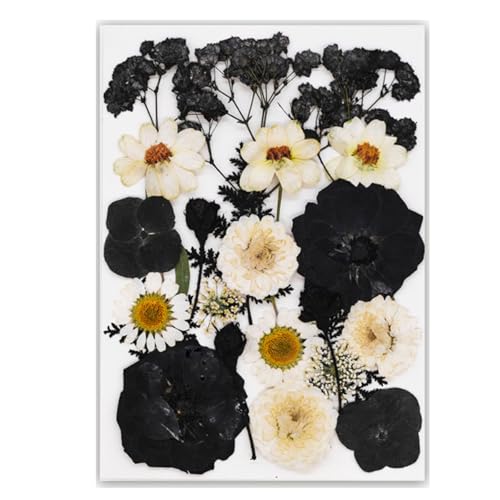 {̗tgp̉{Ǐ}[NGKgȓǏƑ̂߂̃hCt[{̑