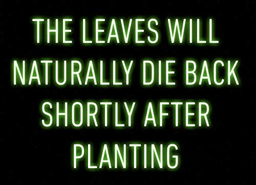100 Fresh Wild Ramps / Leeks for Cooking or Replanting