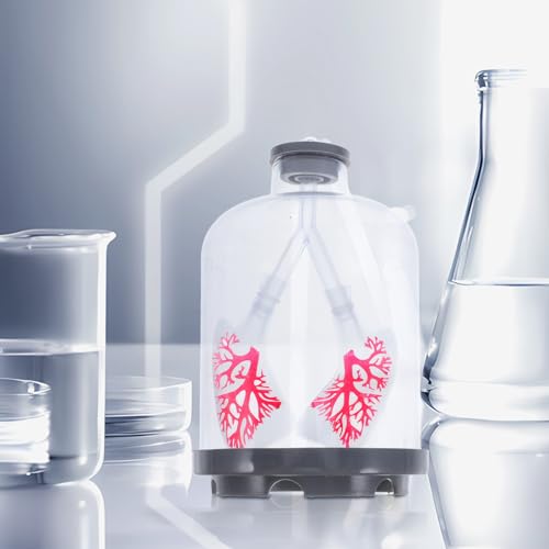 Modèle de respiration pulmonaire STOBAZA en plastique réglable pour collège