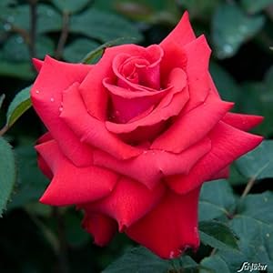 Garten Schlüter Edelrose Grande Amore Rote Rose