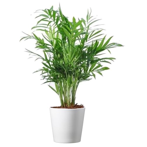 American Plant Exchange Parlor Palm 4-Inch Pot with Cover Live Easy Care Low-Light Indoor Houseplant Pet-Friendly Tropical Palm for Home Office Bedroom & Shelf Dcor