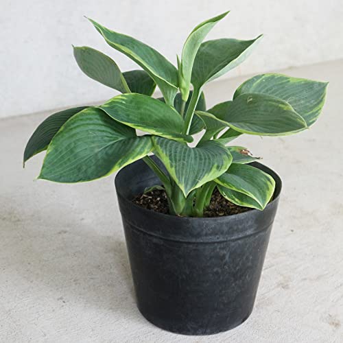 ホスタ・フランシスウィリアムズ 5～6号ポット【品種で選べる宿根草/1個売り】学名：Hosta 'Frances Williams'/キジカクシ科(ユリ科)ギボウシ属 宿根草/別名：擬宝珠(ギボウシ)●ホスタは、耐陰性があり、シェードガーデンで重宝されている宿根草で、冬は地上部が枯れますが、春になると芽吹いてきます。フランシスウィリアムズは、エレガンスの芽変わりで、縮みの強いやや青みがかった緑色の葉に、ライムグリーンの覆輪が入る大型品種で、青緑色とライムグリーンの2色の葉色が、南国リゾートの連想させるトロピカルな雰囲気のお庭になります。大型種で、葉長は35cm前後です。【※高温により葉が傷んでいる場合がございます。晩秋から早春は葉が無い状態でのお届けとなります。出荷タイミングにより、苗の大小がありますが、生育に問題が無い苗を選んで出荷します。植物ですので多少の葉傷み等がある場合もございます】