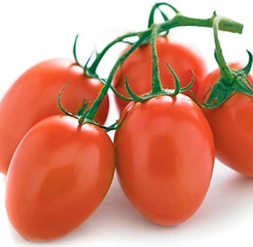 End of Season Special! Roma Tomato Seeds for Planting,Tomato Vegetable Plants & Seeds. Non GMO Garden Seeds Vegetable Seeds for Planting Home Garden-50ct Roma VF Tomato Plant Seeds