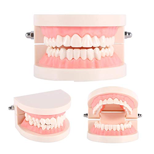 Akozon Modello dei denti 1 pc Modello standard di