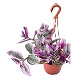 DECOALIVE Tradescantia Nanouk con Colgador Planta Hojas Rosas Buen Tamaño