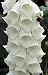 HEIRLOOM NON GMO Dwarf White Foxglove 1000 seeds