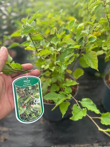 Direct Plants Large Morus Mulberry BonBonBerry Mojo Fruit Bush in a 3 Litre Pot