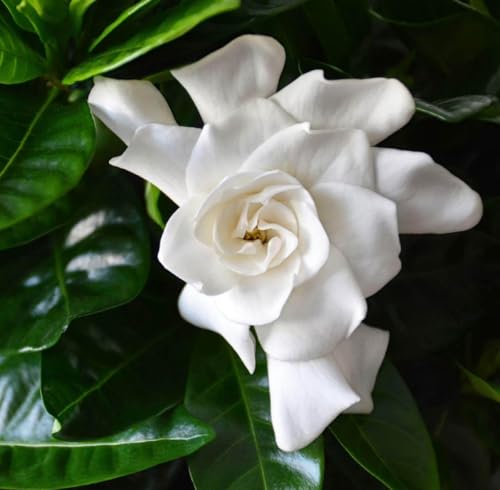 Aceite Absoluto de Gardenia Orgánico Puro Natural 1 mL miniatura 5