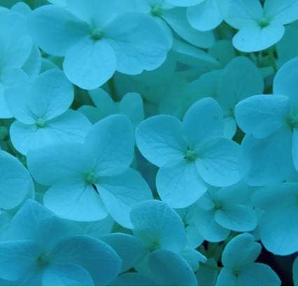 Design Master Absorbit Stem Dye for Fresh Cut Flowers Matte Finish Systemic (Ice Blue)