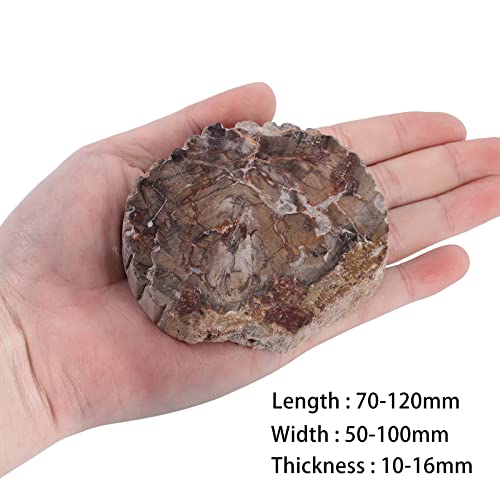 Image of Amogeeli Natural Petrified Wood Slice Stone Specimen for Collection, Irregular Mineral Crystal Decoration for Home & Office, Medium