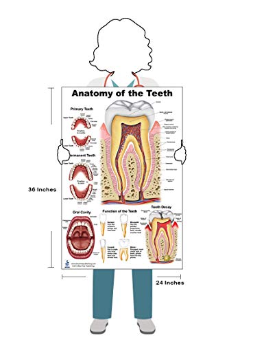 Anatomy Of The Teeth, Tooth Decay Size 24Wx36T #TOP1
