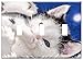 Switch Plate Triple Toggle - Baby Cat Cat Baby Kitten Young Cat Cat Snuggle 6