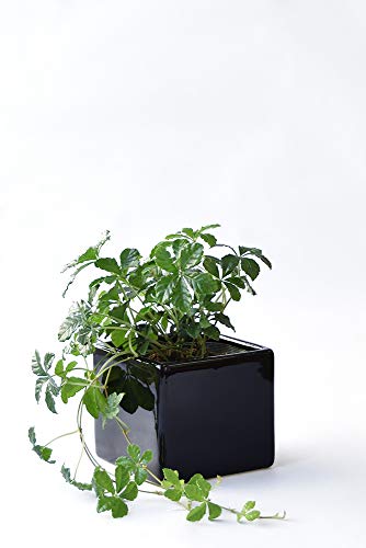 ϗtA { VK[oC XNGA|bgiVCj[ubNj ~j ϗtA CeA O[ y~j|bgEIׂA|bgz