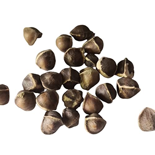 Saterkali Semillas de Moringa, 50 piezas/bolsa Semillas de Moringa Fragancia intensa de Moringa No OGM Semillas de Moringa de jardín saludable para patio Semilla