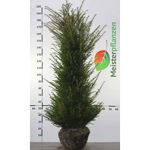 Gardline - Taxus baccata 140-160 cm. Angebot: 3-200 Eibe Pflanzen.  Immergrn & Winterhart - 92 St. (ca. 37 Meter) : Amazon.de: Garten