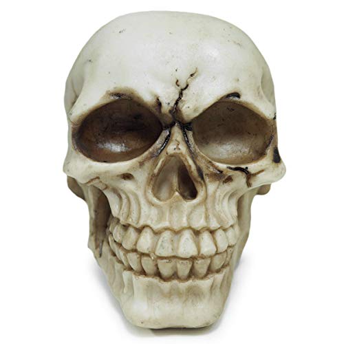 Crânio Caveira Realista Osso Resina Pequeno (Marfim)