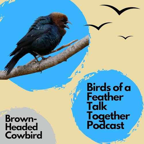 112: Brown-headed Cowbird Revisited - Laying Eggs In Other Birds' Nests!