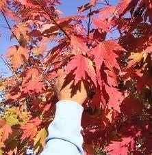 60 semillas de árbol de arce rojo de otoño