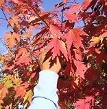 MITRAEE 60pcs Autumn Blaze Red Maple Tree Seeds