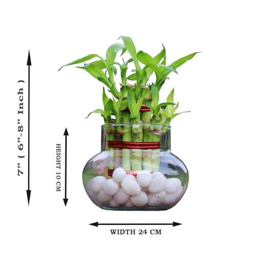 Image of Aradhya Enterprises Glass Vase for Bamboo Plant, Money Plant, Flower Vase, Candy Jar (Pack 2)